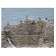 065_Pancake Rocks.jpg